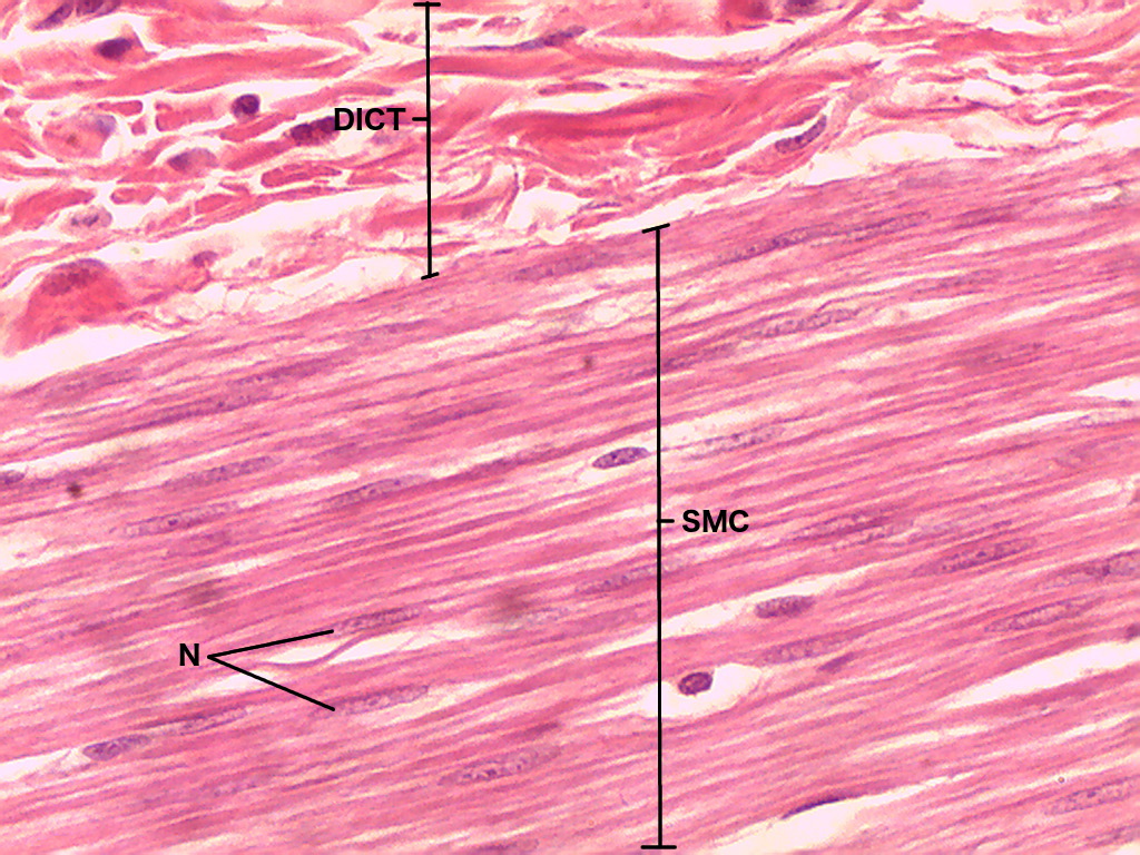Smooth Muscle Tissue Diagram Labeled